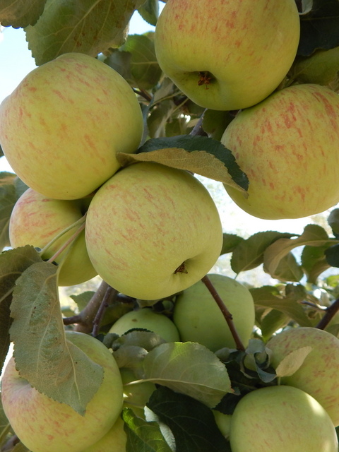 Applesauce is among my earliest canning memories, in the kitchen and on the tongue. Learn to make Grandma Tiny’s Chunky Applesauce and Auntie Julie’s Fruit Leather.