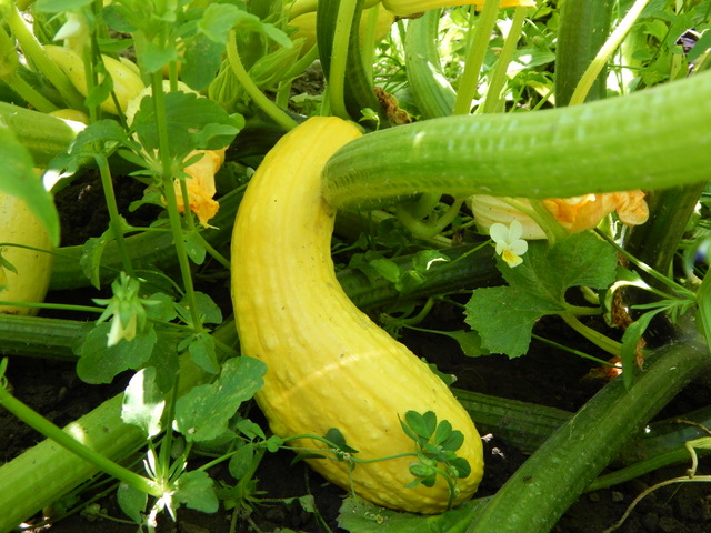 Summer squash