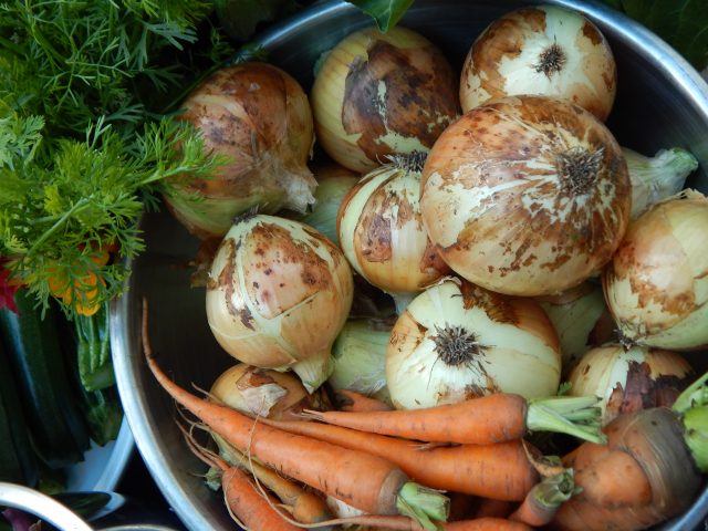 If I can find room in my 500-square-foot cabin to store the last garden haul in boxes, baskets, and coolers, so can you. Read more about storing vegetables and fruit for winter.
