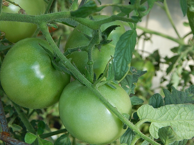 Processed Green Tomatoes – Twice as Tasty