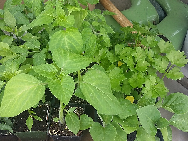 As 2017 winds down, it’s time to look back at a second year of Twice as Tasty and share a few things to come. Read more about what to expect in 2018.