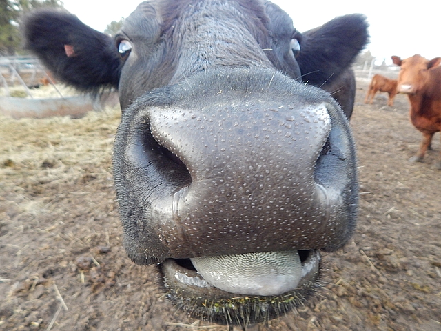 Cultured dairy is an easy, no-fuss first step to cheesemaking. Get buttermilk recipes at TwiceasTasty.com.