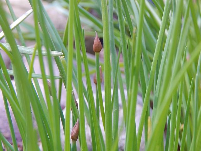 Food has always dominated my travels, and home re-creations almost always start with herbs. Read more about choosing and storing herbs.