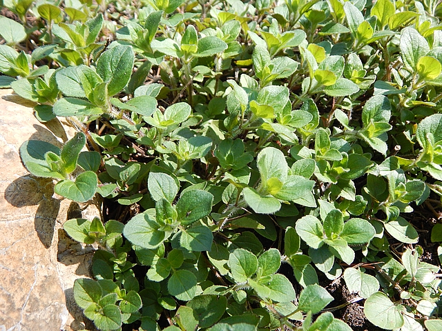 Food has always dominated my travels, and home re-creations almost always start with herbs. Read more about choosing and storing herbs.