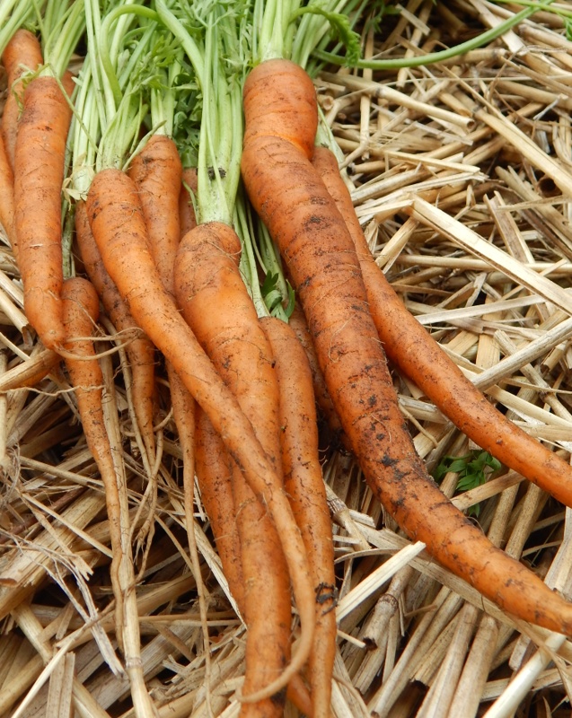 Fermenting vegetables seems daunting, but it’s far simpler than making cheese, baking bread, or even canning vinegar-pickled produce. Learn more at TwiceasTasty.com.