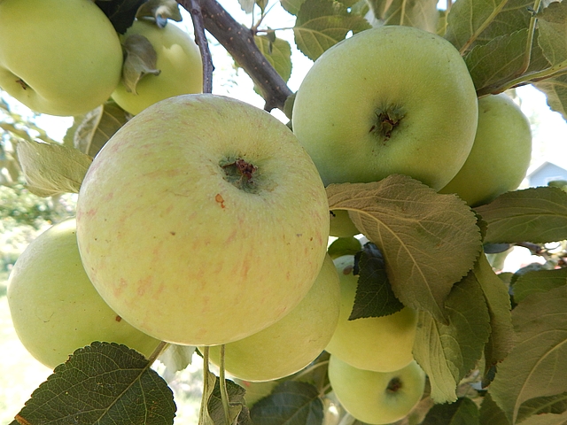 Even though September means hours of putting up homegrown food, much of the garden will offer portions suitable for fresh meals. Learn more at TwiceasTasty.com.