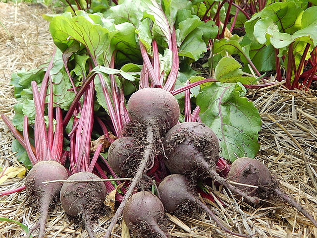  Even though September means hours of putting up homegrown food, much of the garden will offer portions suitable for fresh meals. Learn more at TwiceasTasty.com.