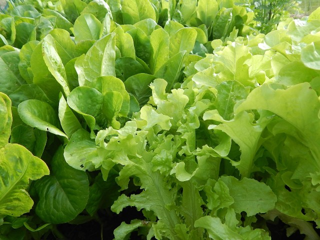 Hearty spring greens are delicious raw but can stand some heat. Learn more at TwiceasTasty.com.