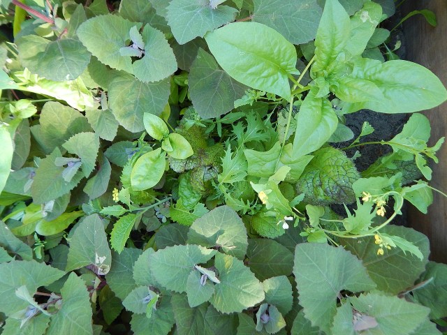 These gardening resources and ideas may help as you’re getting your hands dirty. Learn more at TwiceasTasty.com.