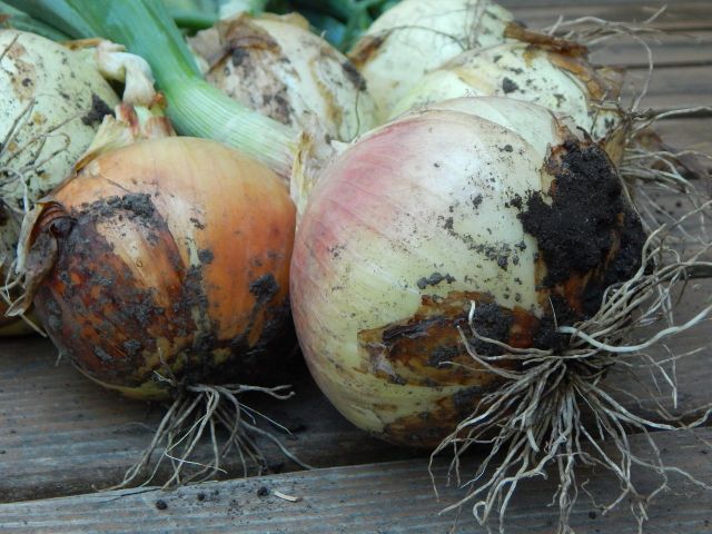 Preserving onions. Get the recipes in The Complete Guide to Pickling by Julie Laing.