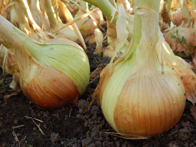 Preserving onions. Get the recipes in The Complete Guide to Pickling by Julie Laing.