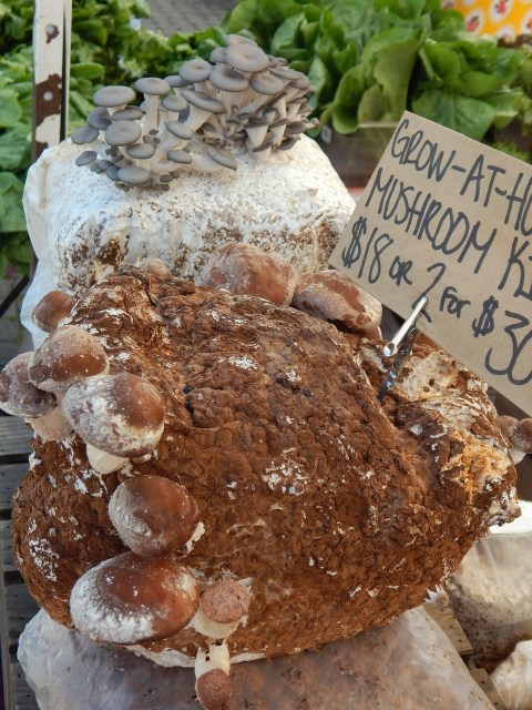 Mushrooms have so much water that they’re ideal for the grill or a dry sauté. Learn more at TwiceasTasty.com.