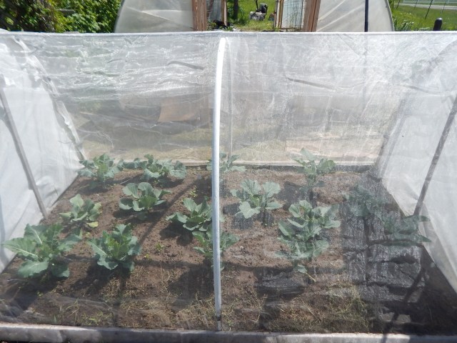 The best way to battle brassica pests is to not let them near the plants. Learn more at TwiceasTasty.com.