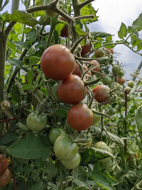 Fresh cherry tomatoes and small cucumbers make a delicious salad, especially when flavored with an Asian-inspired dressing. Learn more at TwiceasTasty.com.