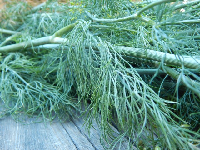 Dill’s strong flavor goes a long way, and with a self-seeded crop, I can harvest plenty of fronds without running short on dill heads. Learn more at TwiceasTasty.com.